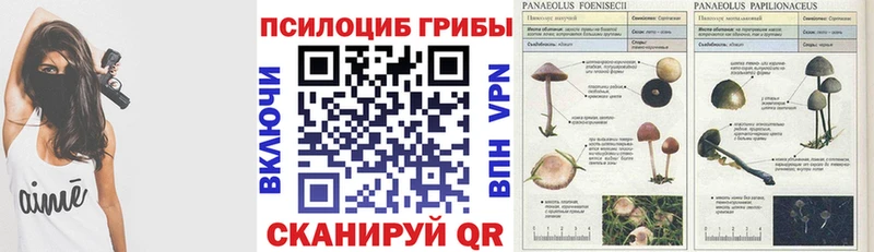 Галлюциногенные грибы Psilocybe  где можно купить наркотик  Далматово 